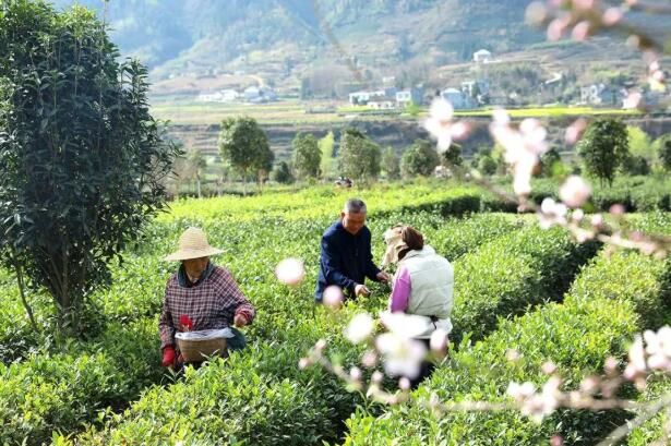 有关于陕西平利：走出“因茶致富、因茶兴业”的产业兴旺之路的最新消息(1)