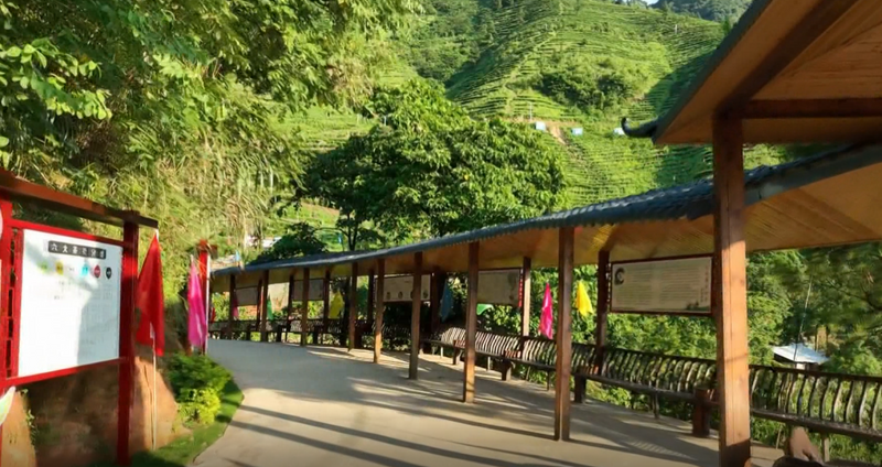 有关于兴业县山心镇葵峰村：小茶叶书写乡村振兴大文章的相关信息