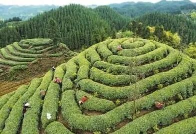 关于千年蒙山一叶茶，蒙茶从此香天下的资讯