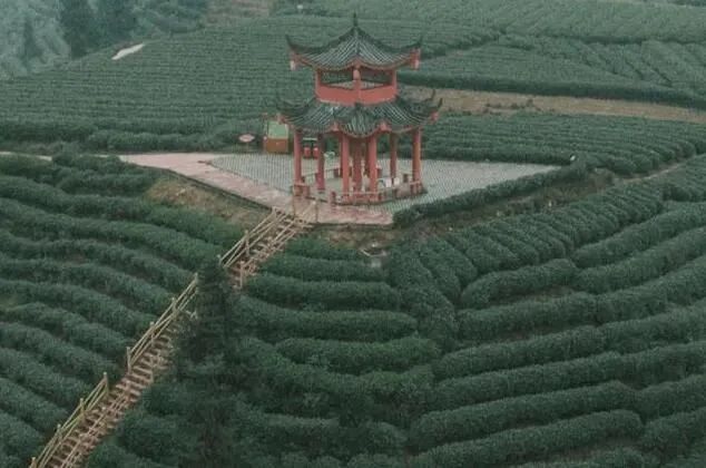 关于千年蒙山一叶茶，蒙茶从此香天下的资讯(3)