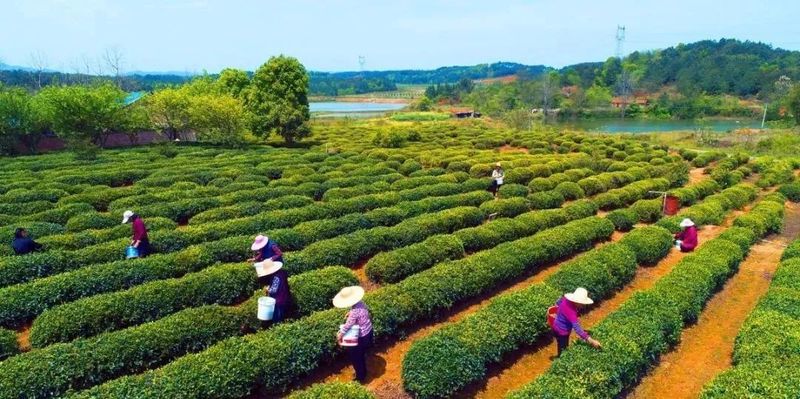 关于江西：推广茶品牌，提升茶产值，发展茶产业的信息(1)