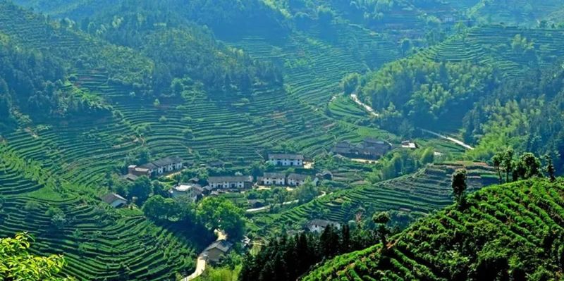 关于江西:推广茶品牌,提升茶产值,发展茶产业的信息(2)