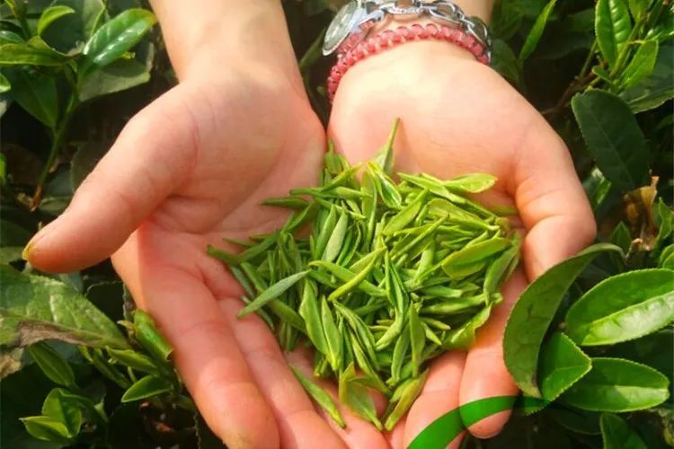 关于江西：推广茶品牌，提升茶产值，发展茶产业的信息(3)