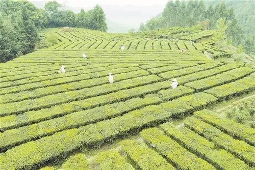 关于如何提高一片叶子的“含金量”——梧州市做实联农带农富农六堡茶产业观察的内容(1)