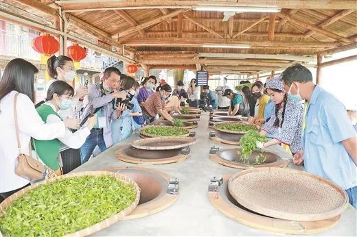 关于如何提高一片叶子的“含金量”——梧州市做实联农带农富农六堡茶产业观察的内容(2)
