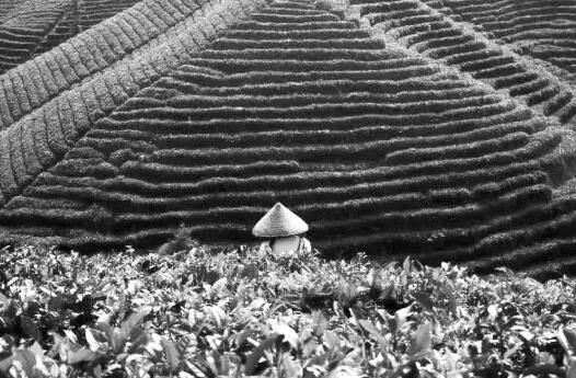 有关于贵州黎平侗乡 茶神树的最新消息