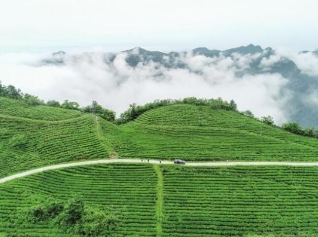 有关于桑植：天时、地利、人和，成就一杯好白茶的最新消息(4)