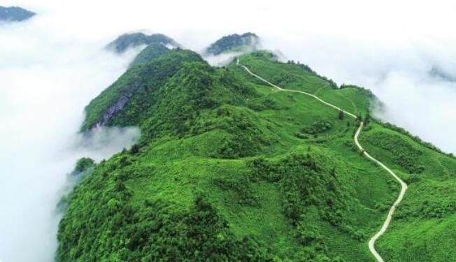 有关于桑植：天时、地利、人和，成就一杯好白茶的最新消息