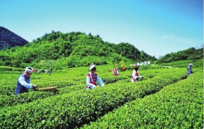 有关于桑植：天时、地利、人和，成就一杯好白茶的最新消息(1)