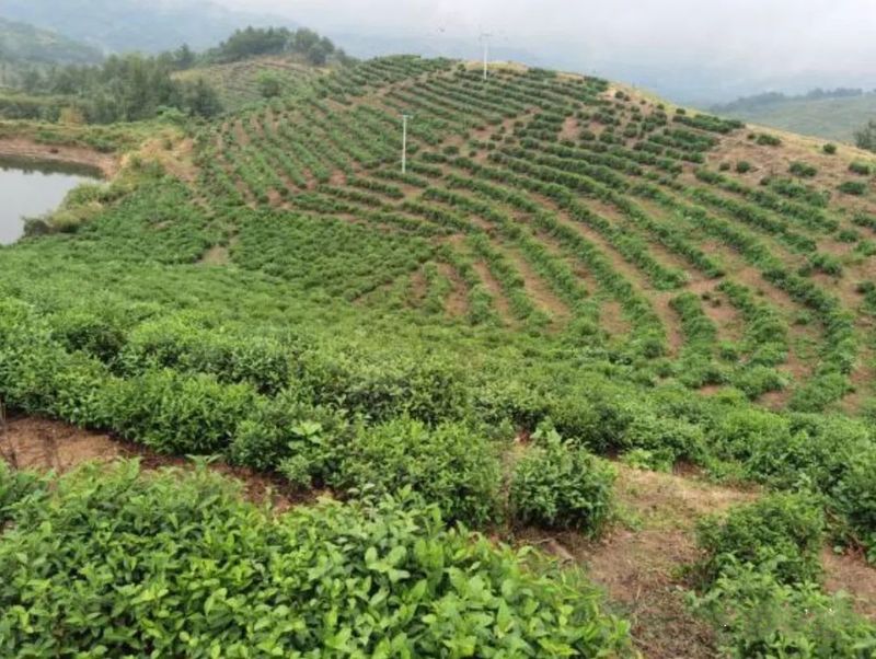 关于团风雪山岭村以茶产业为首要产业与经济支撑的内容(5)
