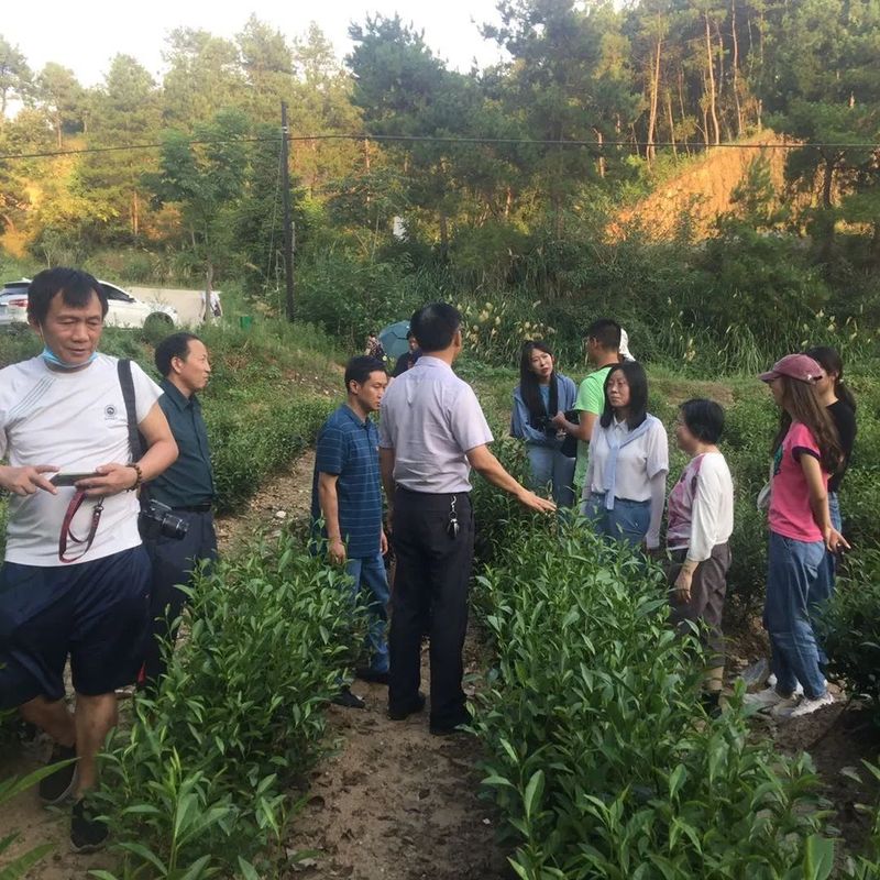 关于团风雪山岭村以茶产业为首要产业与经济支撑的内容(1)