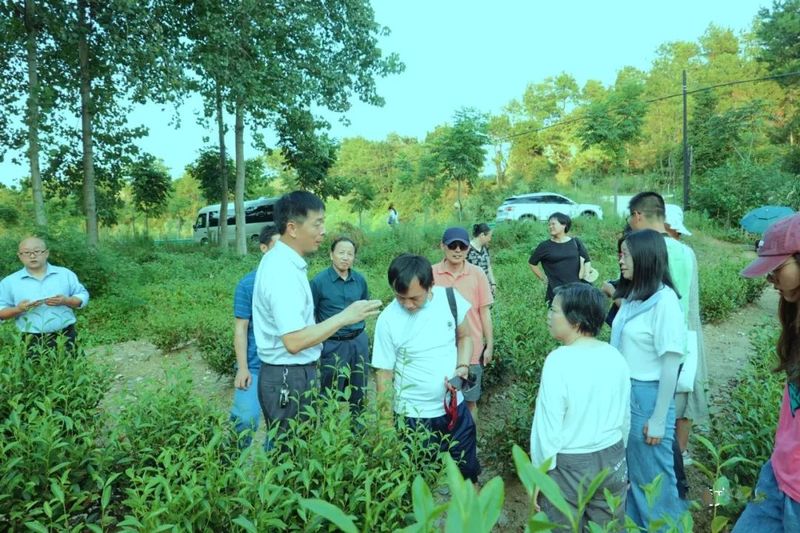 关于团风雪山岭村以茶产业为首要产业与经济支撑的内容