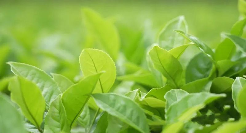 有关于蜀茶集团:茶叶“国家队”就位,“川军”出击问鼎茶王的消息(3)
