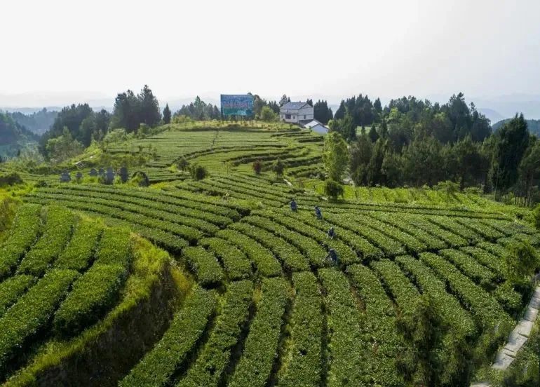 有关于蜀茶集团:茶叶“国家队”就位,“川军”出击问鼎茶王的消息(2)