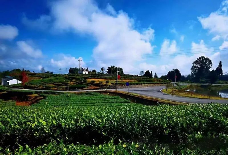 有关于蜀茶集团:茶叶“国家队”就位,“川军”出击问鼎茶王的消息(1)