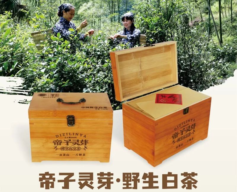 关于多个“邵阳红”茶获2022“茶祖神农杯”名优茶金奖的内容(6)