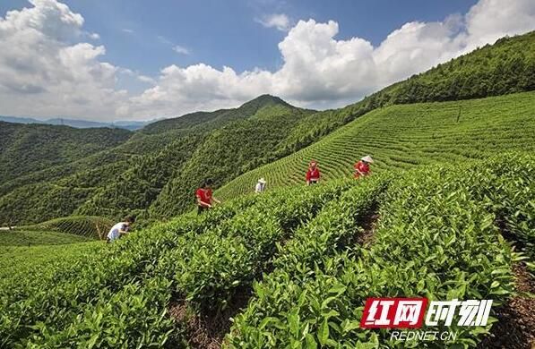 有关于2022第十四届湖南茶业博览会暨江华苦茶高峰论坛举行的相关信息(1)