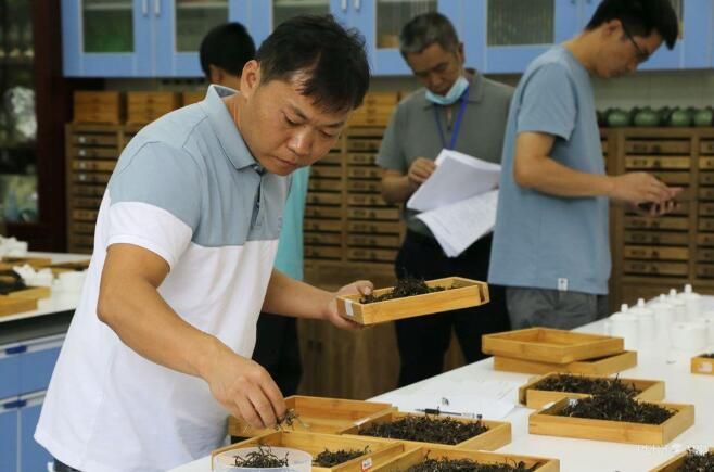 有关于茶香四溢 高手对决!云南省21名“茶匠”齐聚普洱同台竞技的信息(6)