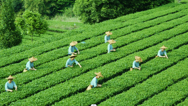 有关于十年辉煌答卷,福建茶产业多项指标位列全国第一!的内容(1)