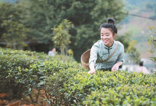 关于如何提高一片叶子的“含金量”——梧州市做实联农带农富农六堡茶产业观察的内容(1)