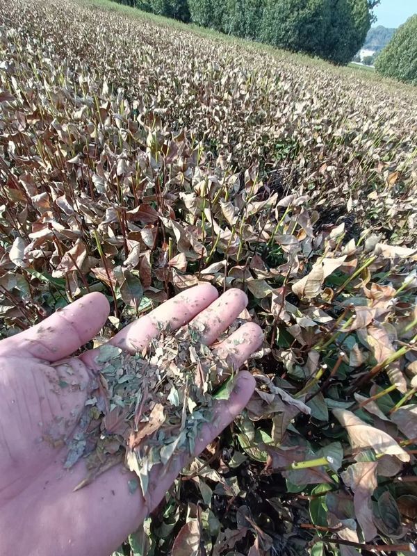 有关于多地茶园干旱严重，茶叶一捏就碎的内容(11)