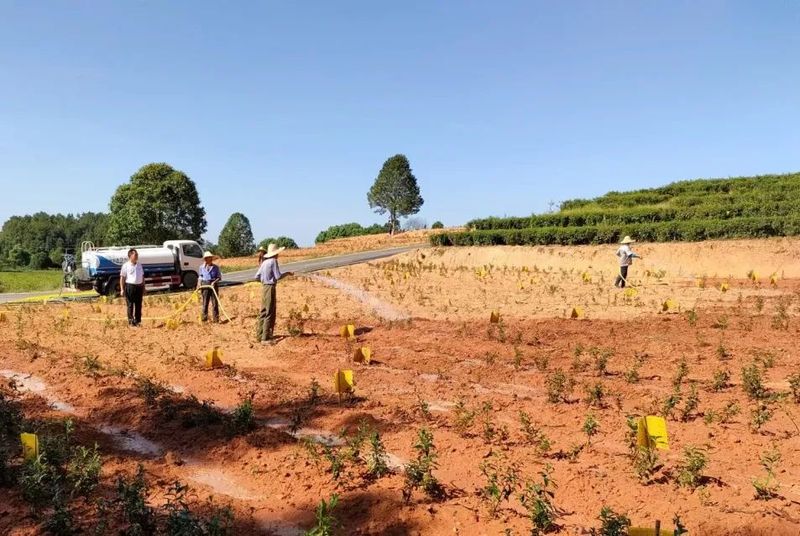 有关于多地茶园干旱严重，茶叶一捏就碎的内容(2)
