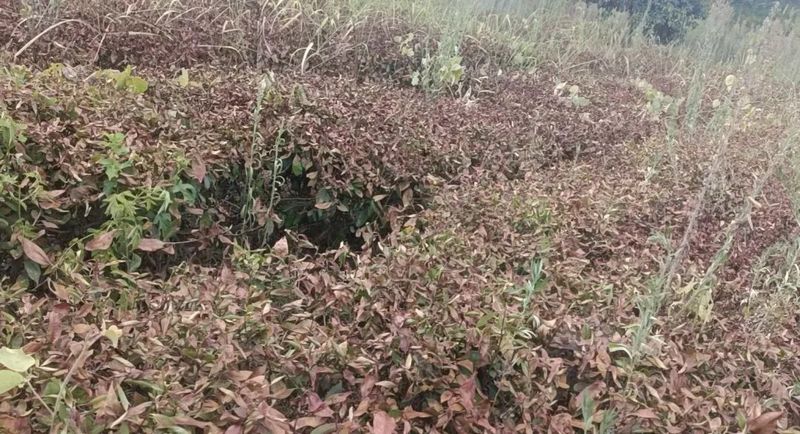 有关于多地茶园干旱严重，茶叶一捏就碎的内容(4)