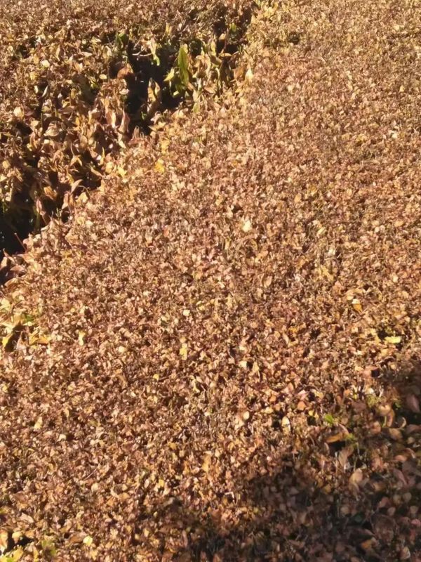 有关于多地茶园干旱严重，茶叶一捏就碎的内容(7)