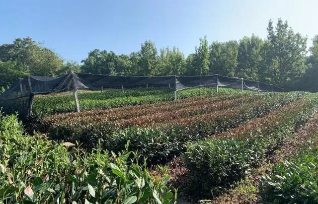 有关于多地茶园干旱严重，茶叶一捏就碎的内容(1)