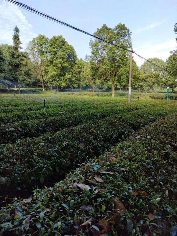 有关于多地茶园干旱严重，茶叶一捏就碎的内容(10)