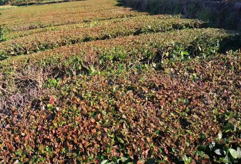 有关于多地茶园干旱严重，茶叶一捏就碎的内容(3)