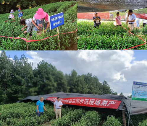 有关于2022年度思南县基层农业技术推广体系改革与建设补助项目茶叶科技试验示范基地建设现场观摩培训会召开的最新消息(1)
