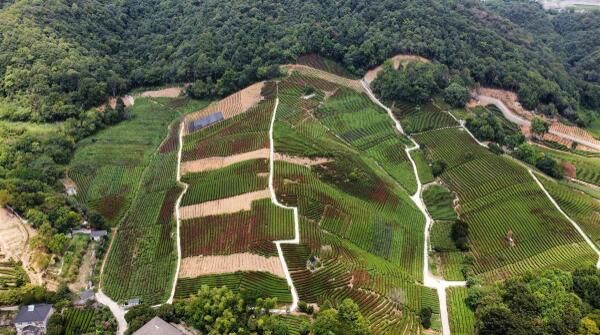 有关于西湖龙井主产区一成茶园遭受“烤”验，对明年春茶产量影响不大的资讯(2)