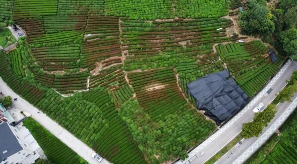 有关于西湖龙井主产区一成茶园遭受“烤”验，对明年春茶产量影响不大的资讯