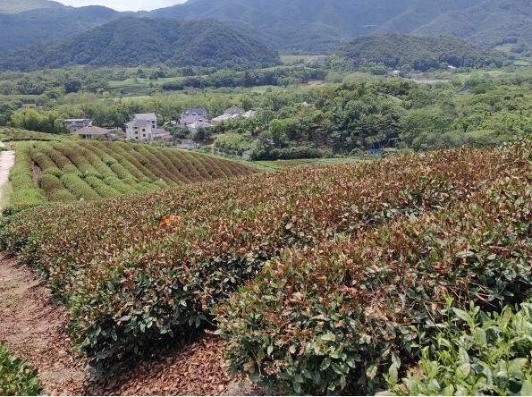 有关于西湖龙井主产区一成茶园遭受“烤”验，对明年春茶产量影响不大的资讯(5)