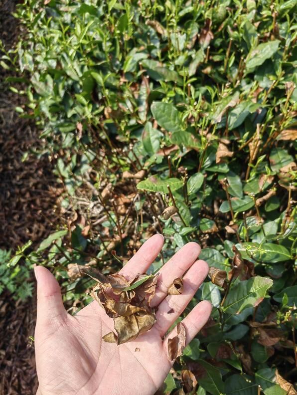 有关于西湖龙井主产区一成茶园遭受“烤”验，对明年春茶产量影响不大的资讯(1)