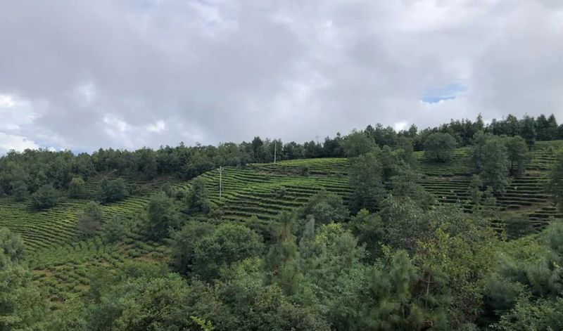 有关于中国农业国际合作促进会茶产业分会一行赴云南省南涧县调研的消息(5)