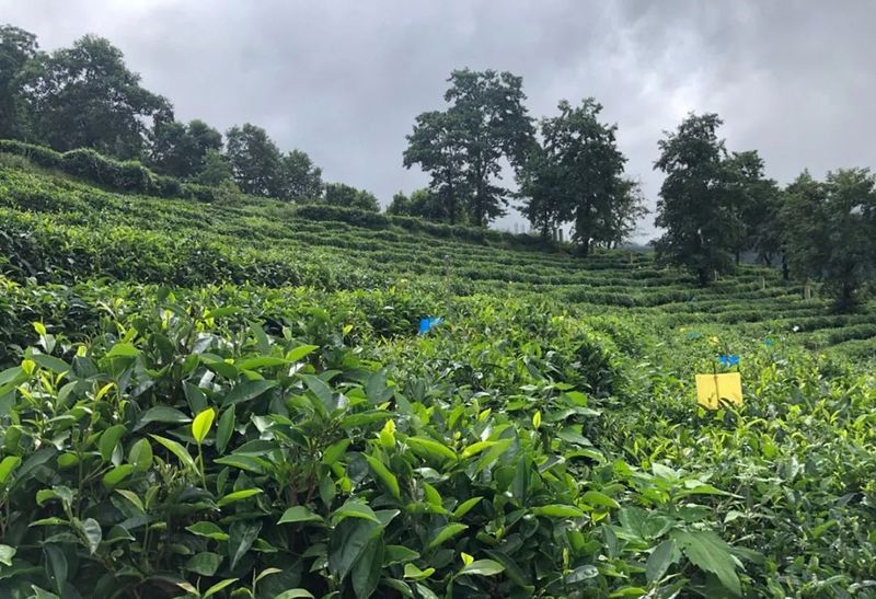 有关于中国农业国际合作促进会茶产业分会一行赴云南省南涧县调研的消息(4)