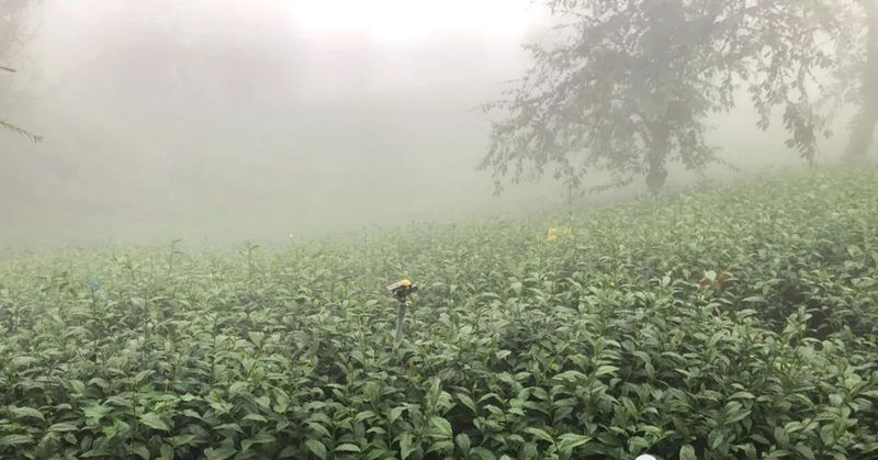 有关于中国农业国际合作促进会茶产业分会一行赴云南省南涧县调研的消息(14)