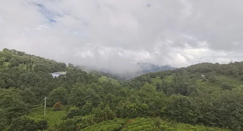有关于中国农业国际合作促进会茶产业分会一行赴云南省南涧县调研的消息(13)