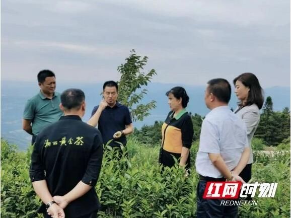 有关于登1600米高山茶园 吉首市赴平江县考察茶产业发展的相关信息