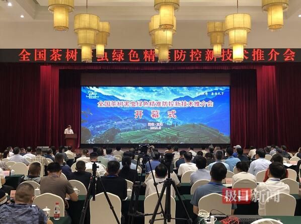 有关于为保证茶叶品质，这片茶园对付害虫基本靠“捉”的相关信息