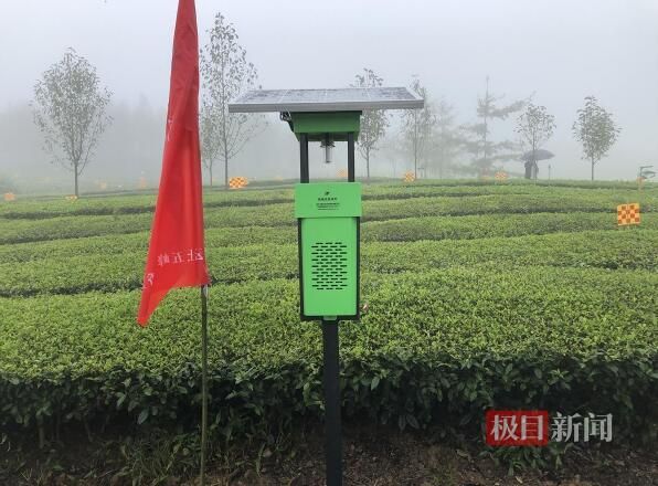 有关于为保证茶叶品质，这片茶园对付害虫基本靠“捉”的相关信息(2)