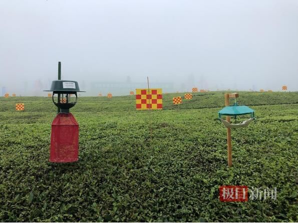有关于为保证茶叶品质，这片茶园对付害虫基本靠“捉”的相关信息(1)