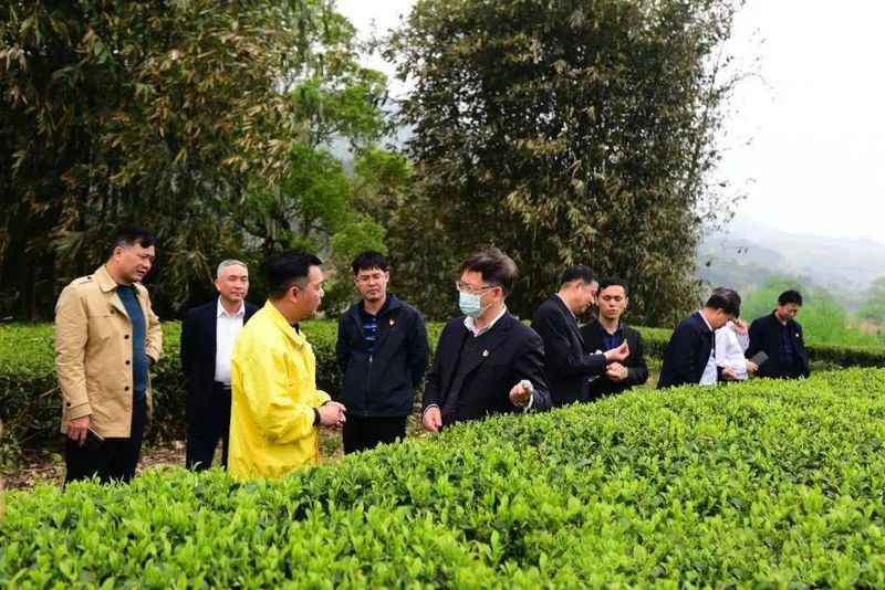 关于厦门签约首批农业茶园碳汇交易项目的相关内容(1)