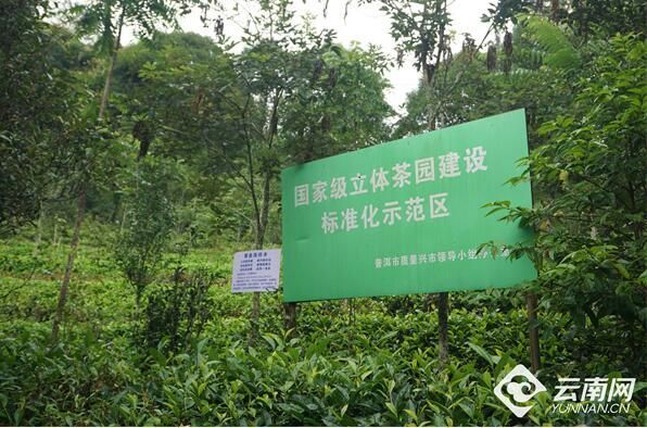 关于“2022三茶统筹发展论坛”“松溪茶产业发展”“古茶种保护与种质创新”的资讯(2)