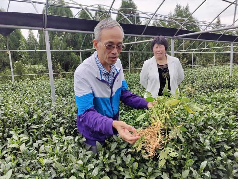 有关于一场莒南茶产业与高端人才的“双向奔赴”的内容(2)