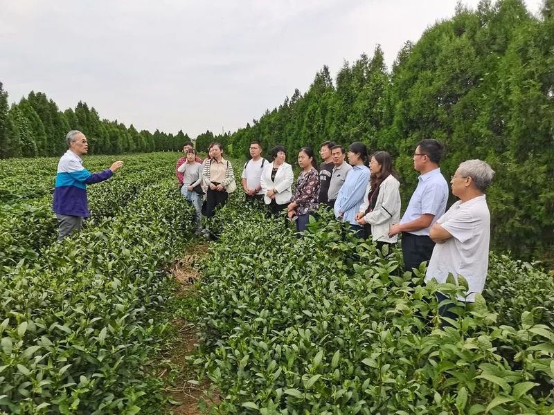 有关于一场莒南茶产业与高端人才的“双向奔赴”的内容