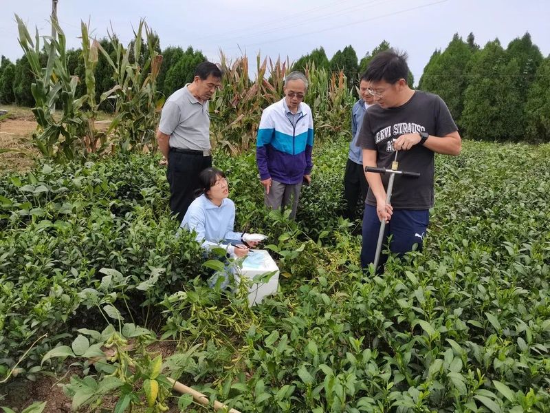 有关于一场莒南茶产业与高端人才的“双向奔赴”的内容(1)
