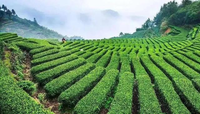 有关于历时15年！福建主导研制的乌龙茶国际标准全球发布的新闻(1)